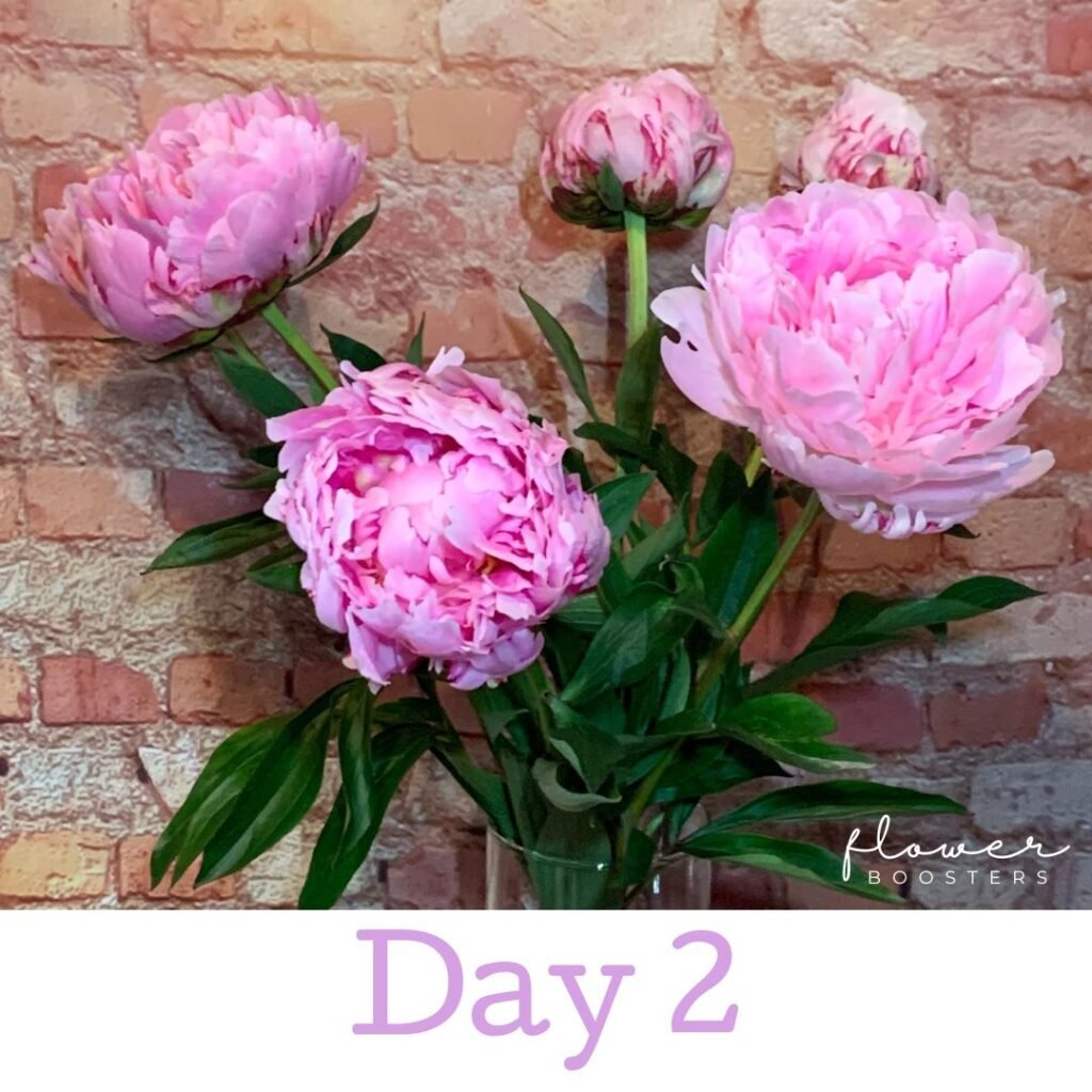 how to keep peonies fresh