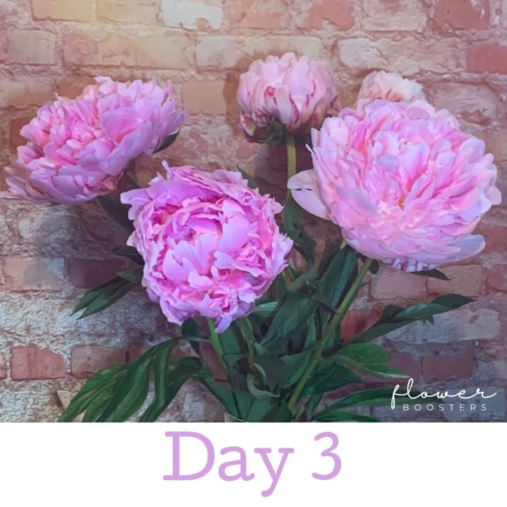 how to make peonies last