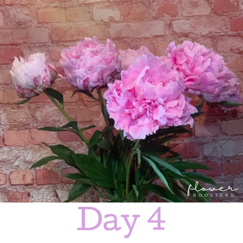 peonies flowers