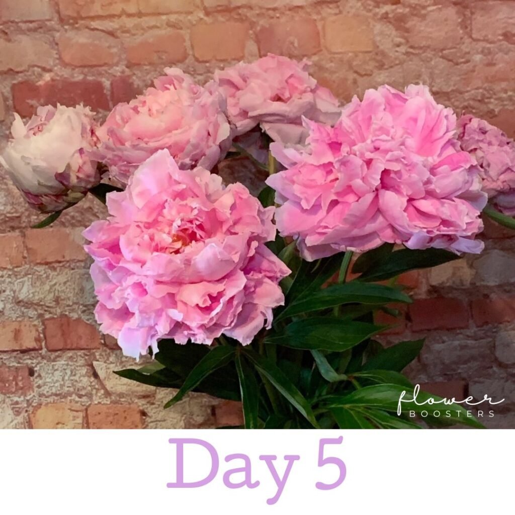 PEONY CARE