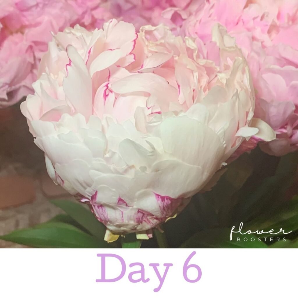 peonies flowers