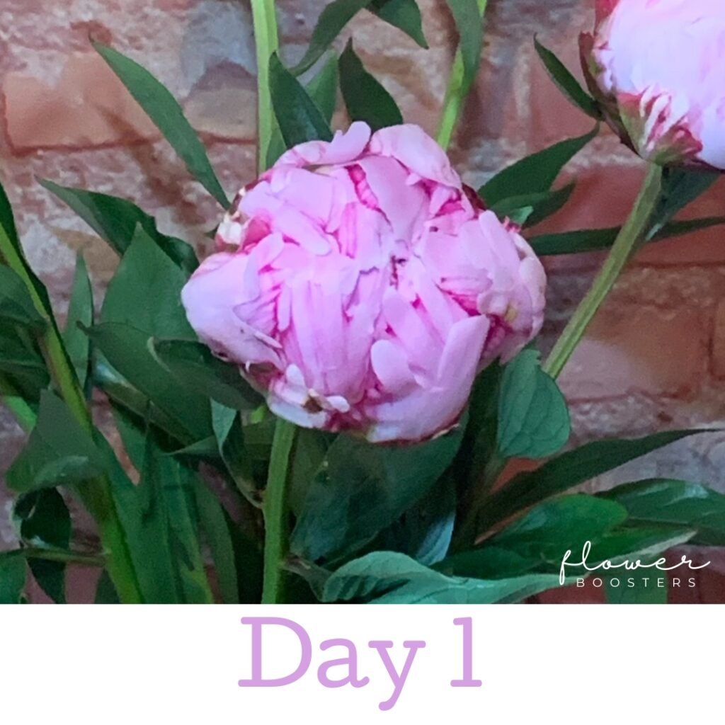 how to make peonies last longer