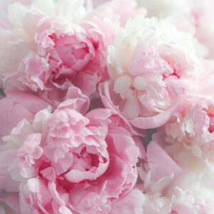 peony care
