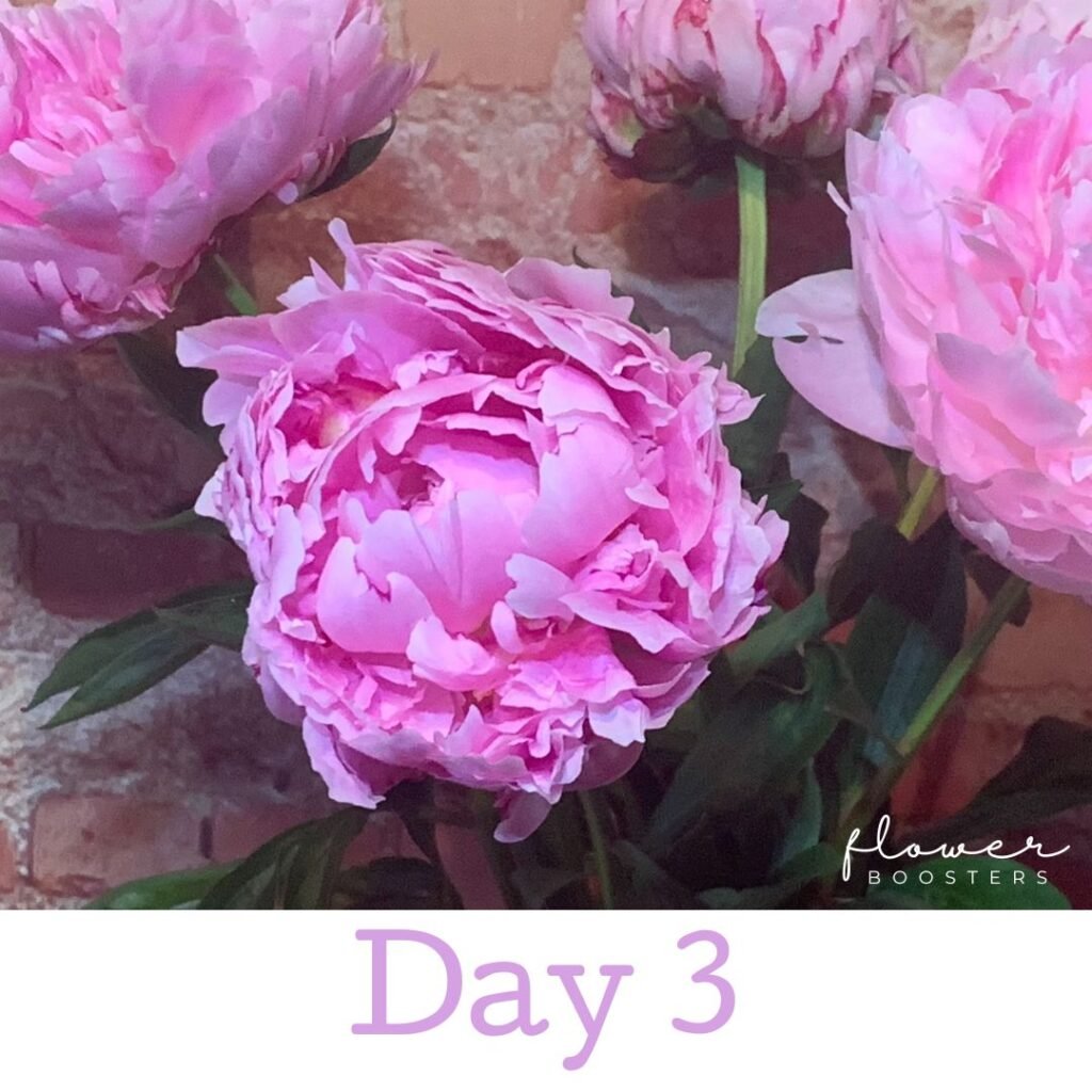 how to make peonies last