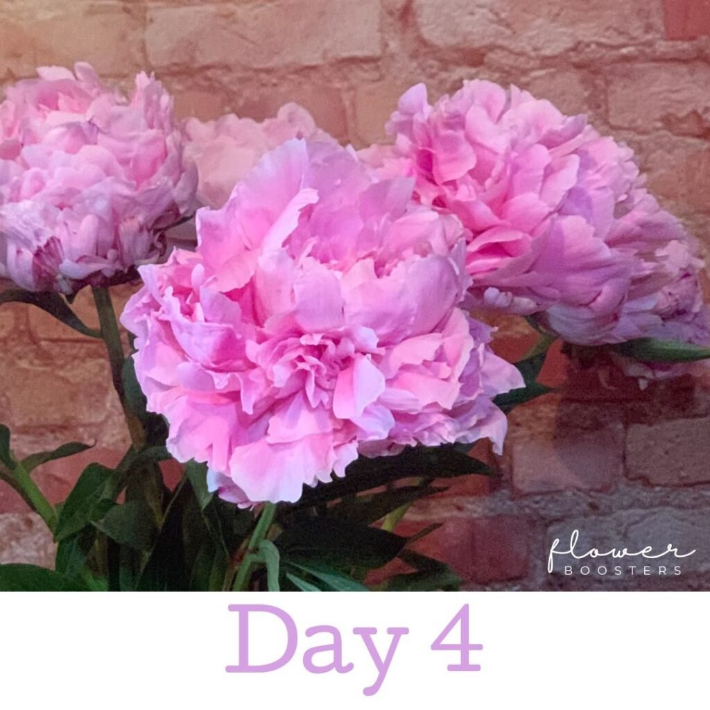 peony care