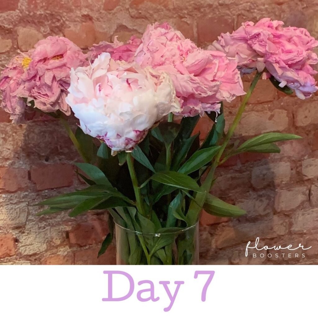 peonies flowers