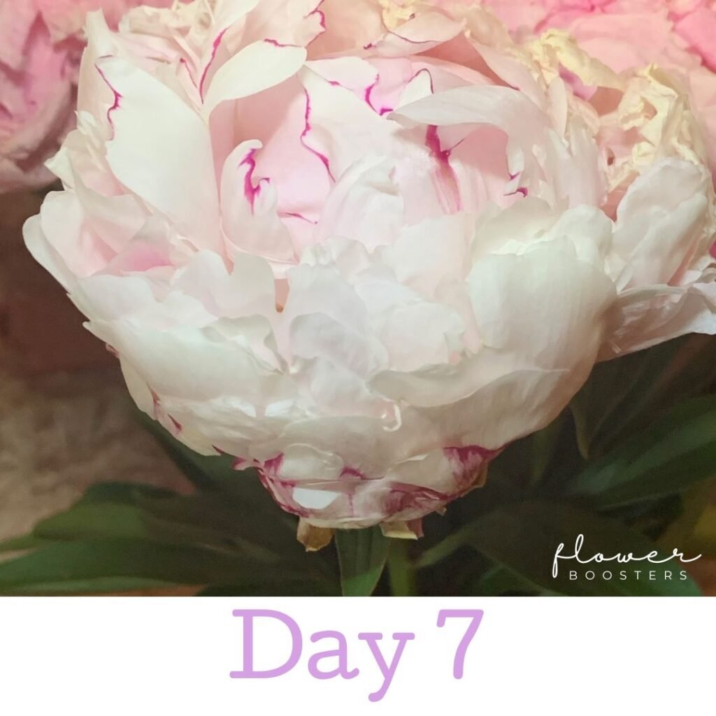 peony