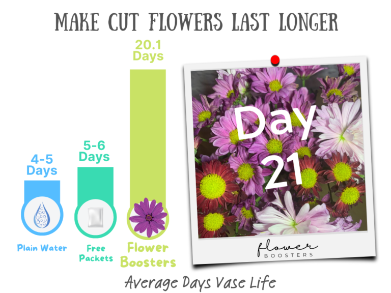 how to make cut flowers last longer plain water lasts 3-4 days, free packets last 5.-6 days, flower boosters can make flowers last up to 20 days or more