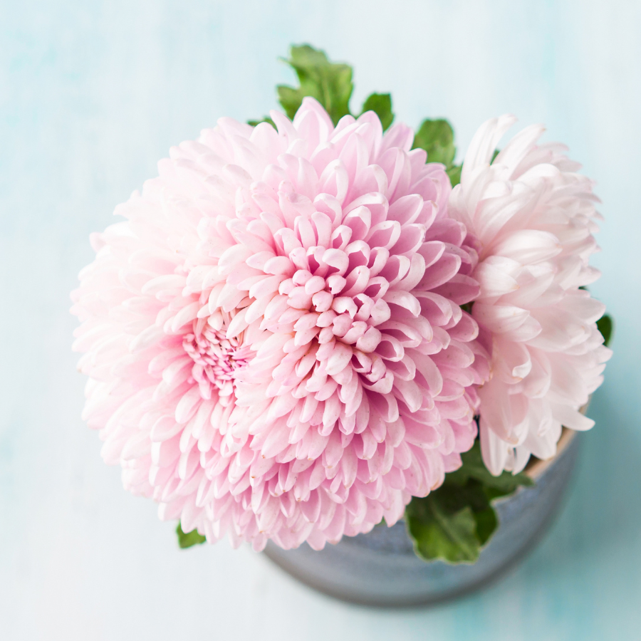 How to Make Fresh Cut Flowers Last Longer (Up to 20 Days!)