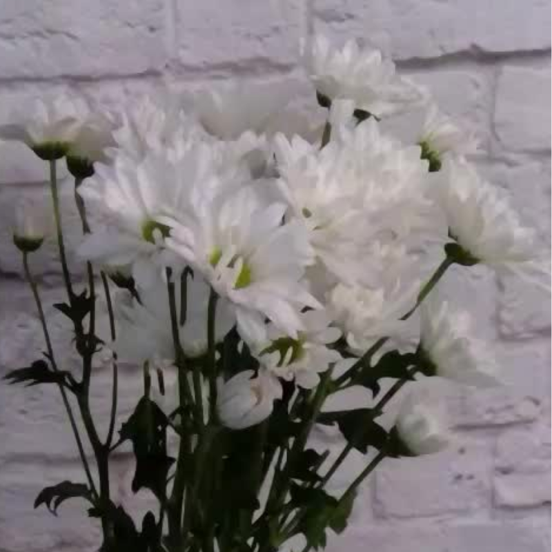flower boosters day 1