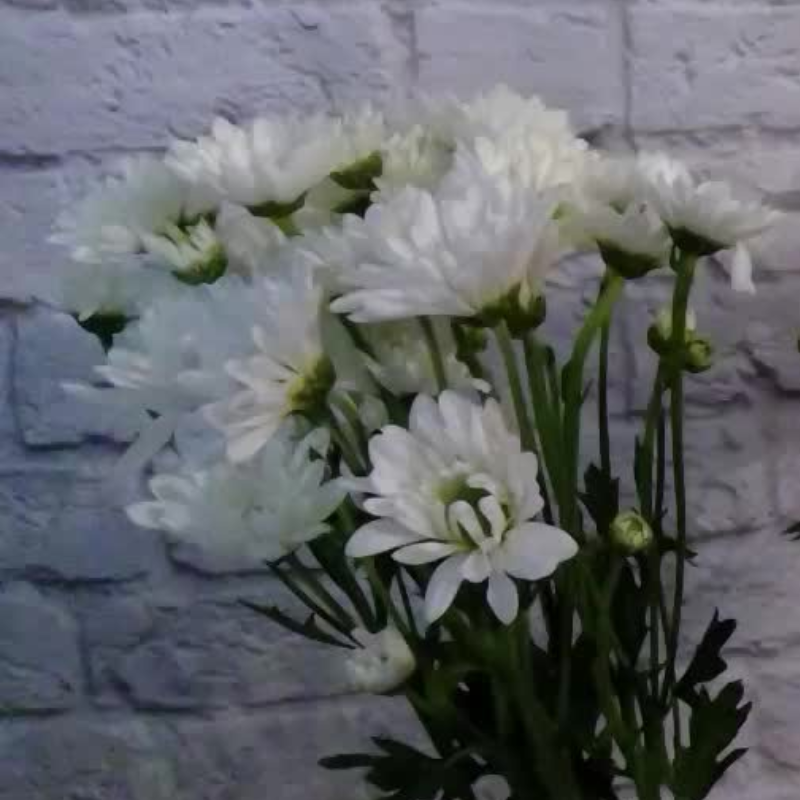 free flower food packets day 1