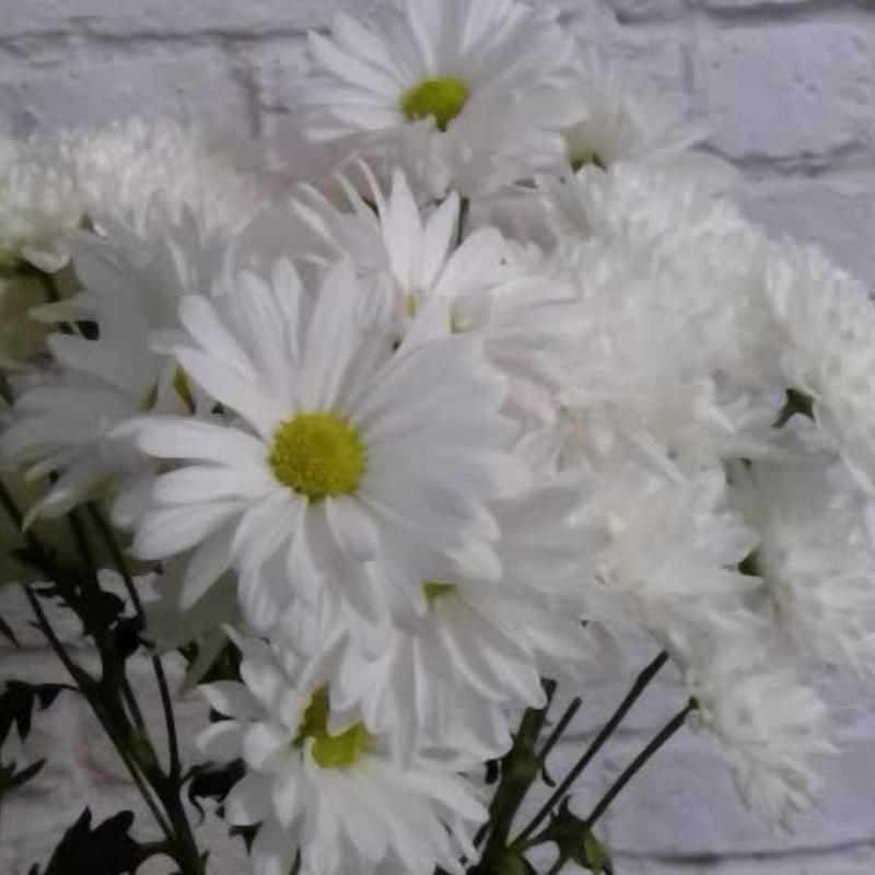 flower boosters day 9