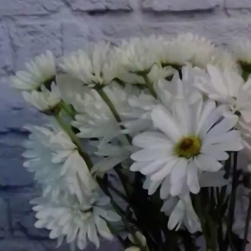 free flower food packets day 9