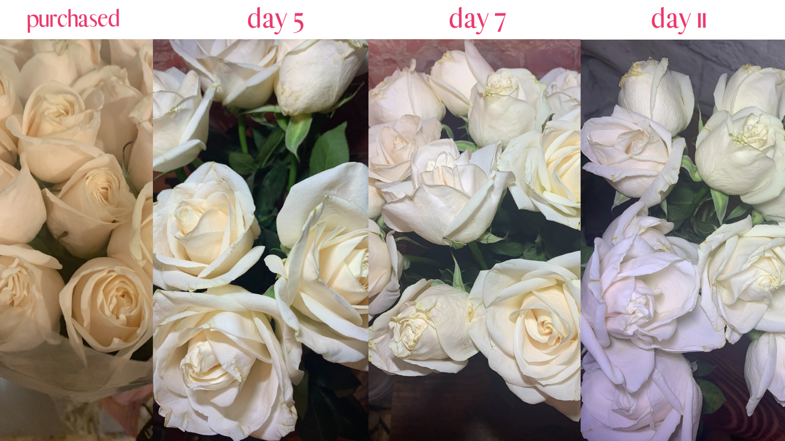 Comparison of cut roses using Just Blúme on days 1, 5, 7, and 11 showing longer vase life