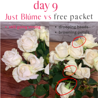 just blume roses