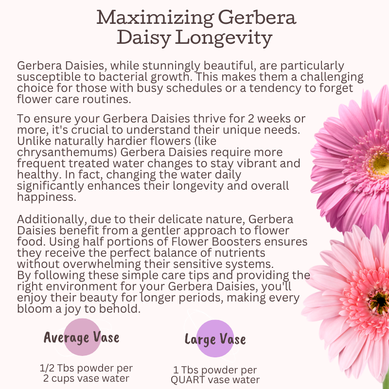 How to Make gerbera daisies Last Longer