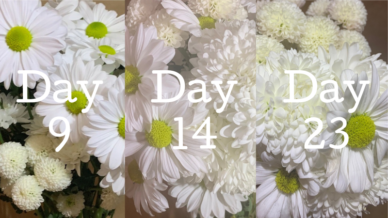 how to make flowers last longer