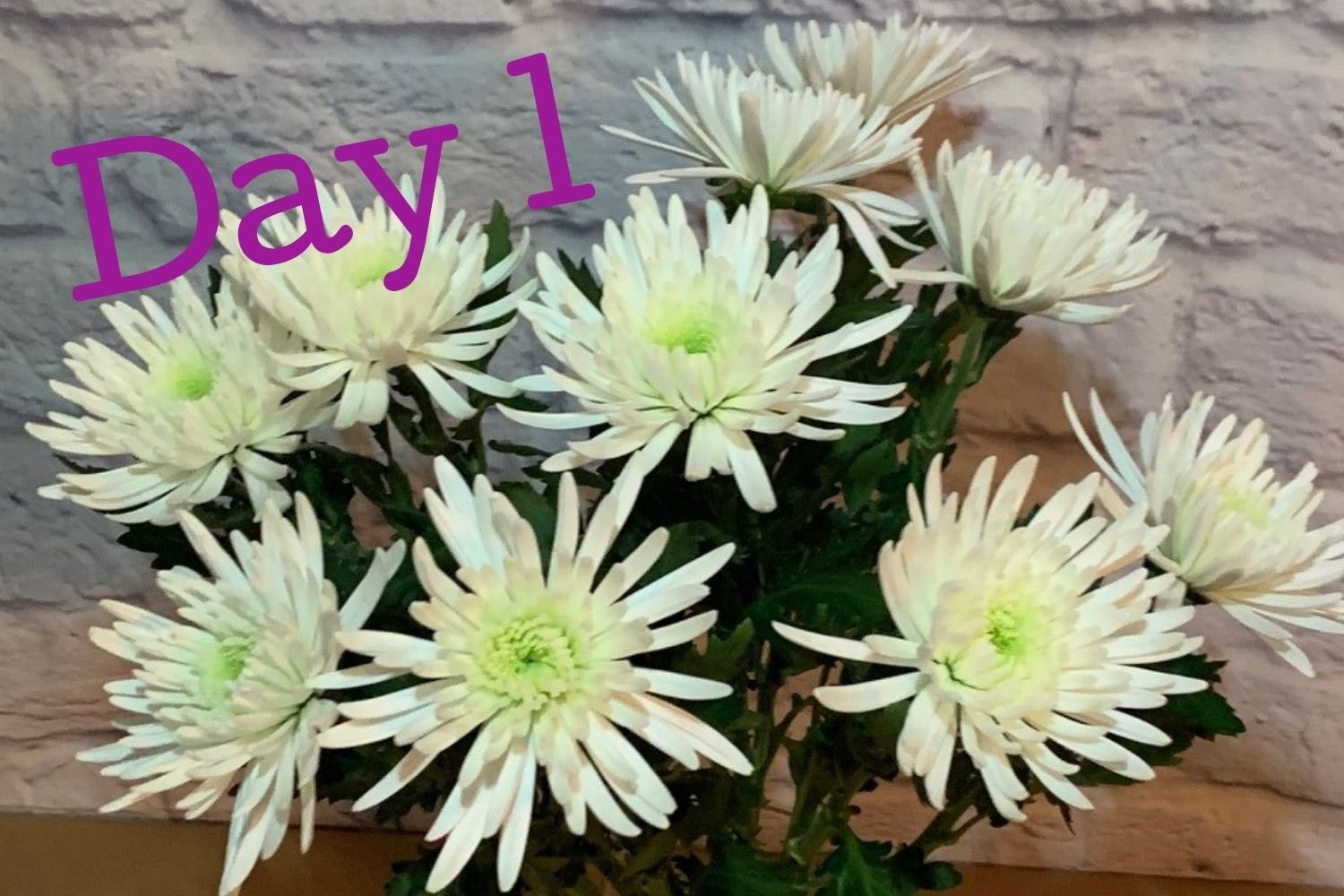Day 1 flowers using Flower Boosters
