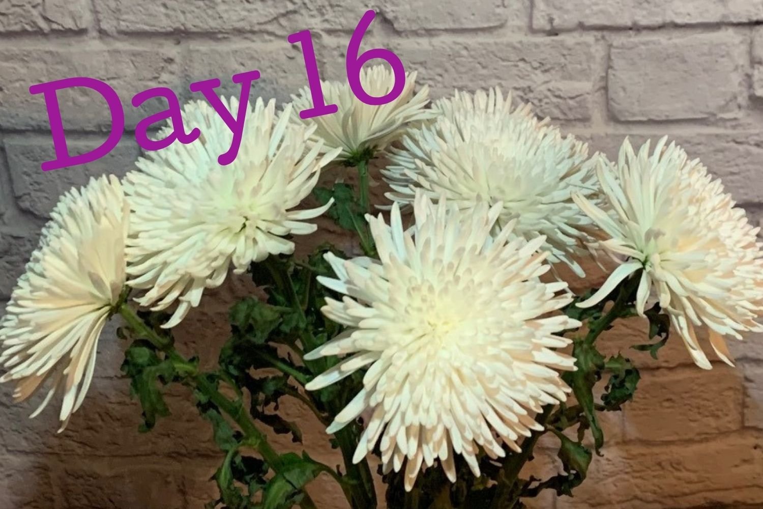 Day 16 flowers using Flower Boosters - still fresh and beautiful