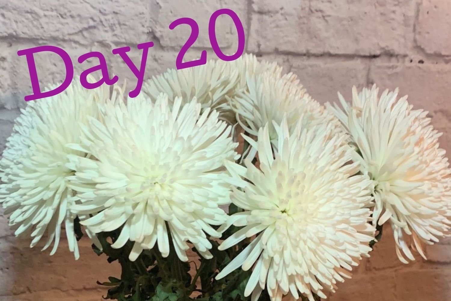 Day 20 flowers using Flower Boosters - fresh and bright no sign of decay