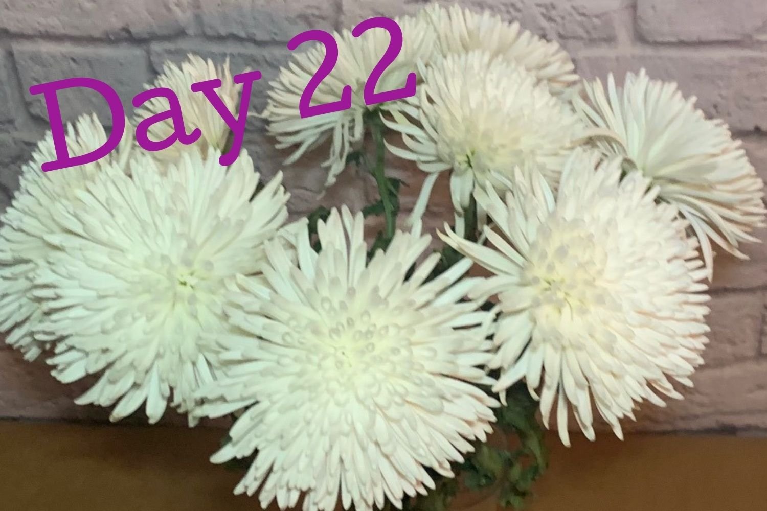 Day 22 flowers using Flower Boosters - over 3 full weeks of flower freshness