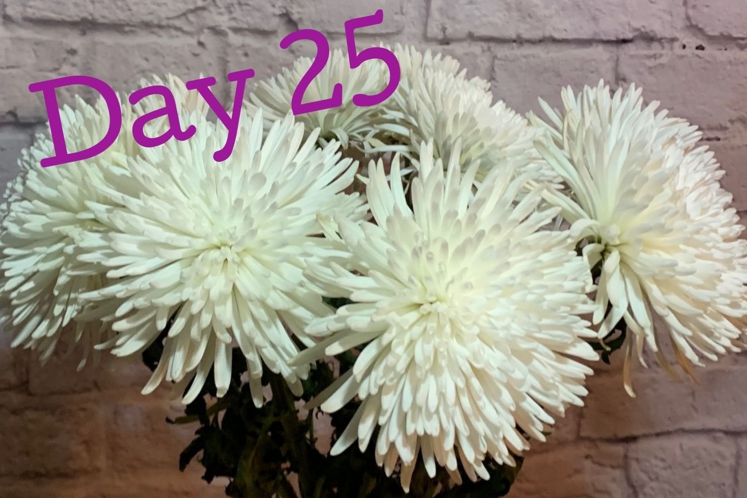 Day 25 flowers using Flower Boosters - gradual fading but still lush
