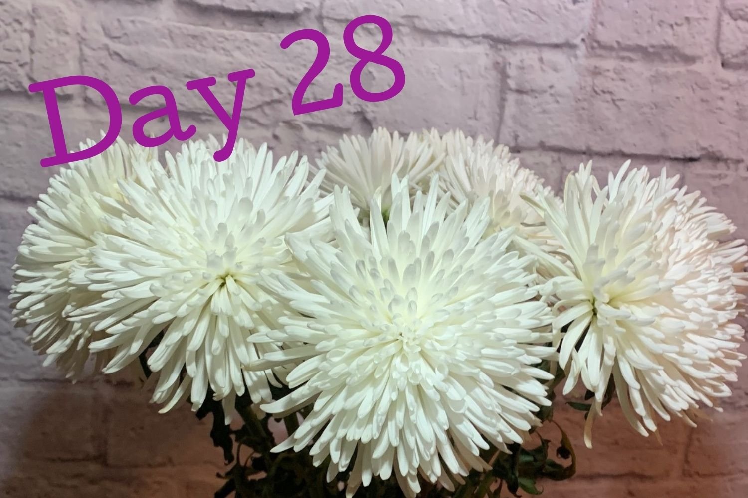 Day 28 flowers using Flower Boosters - week four: firm shape slight color loss