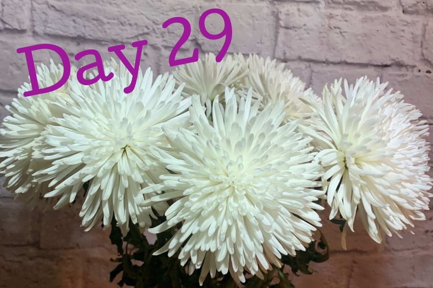 Day 29 flowers using Flower Boosters - shape firm but some color loss