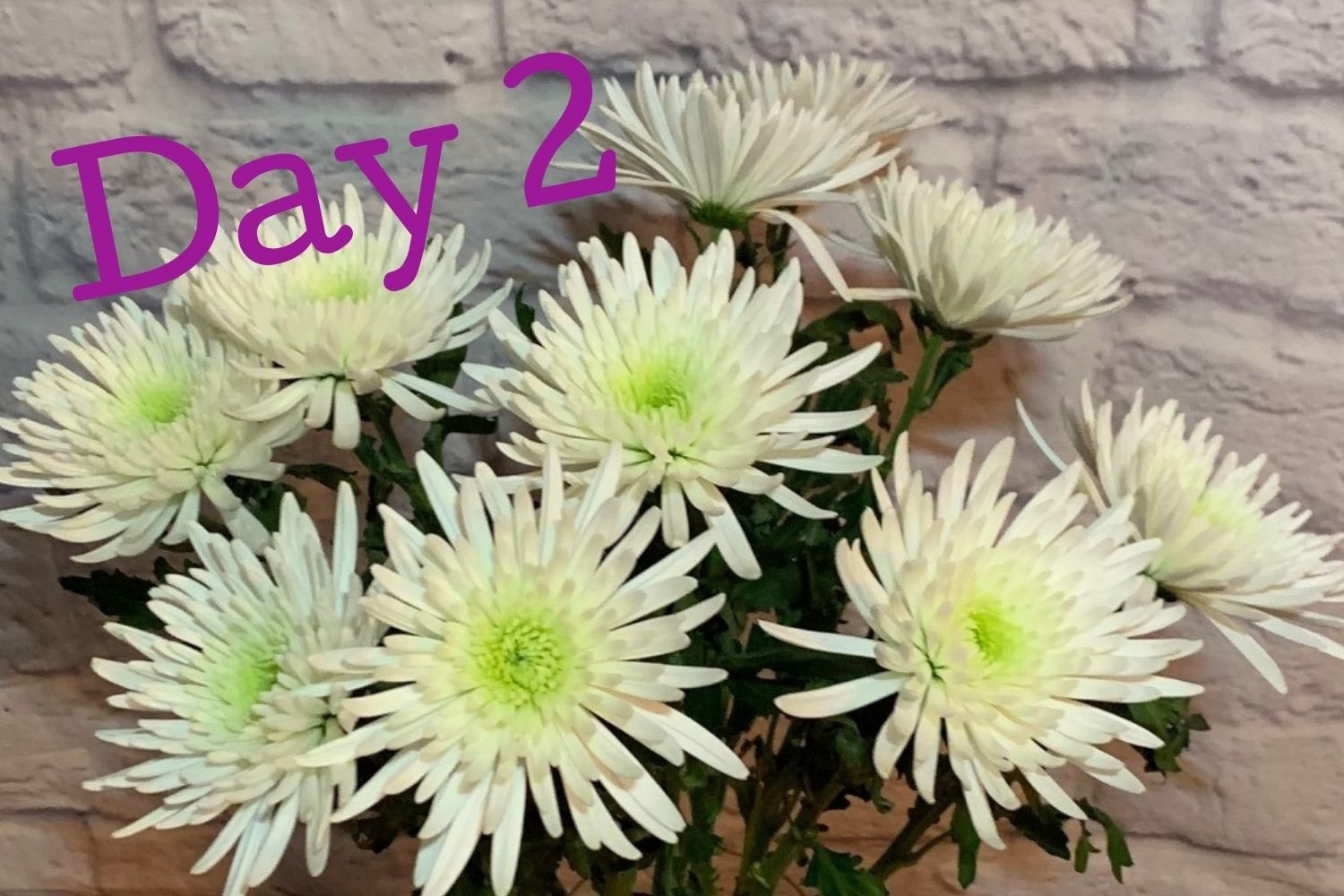 Day 2 flowers using Flower Boosters - petals opening