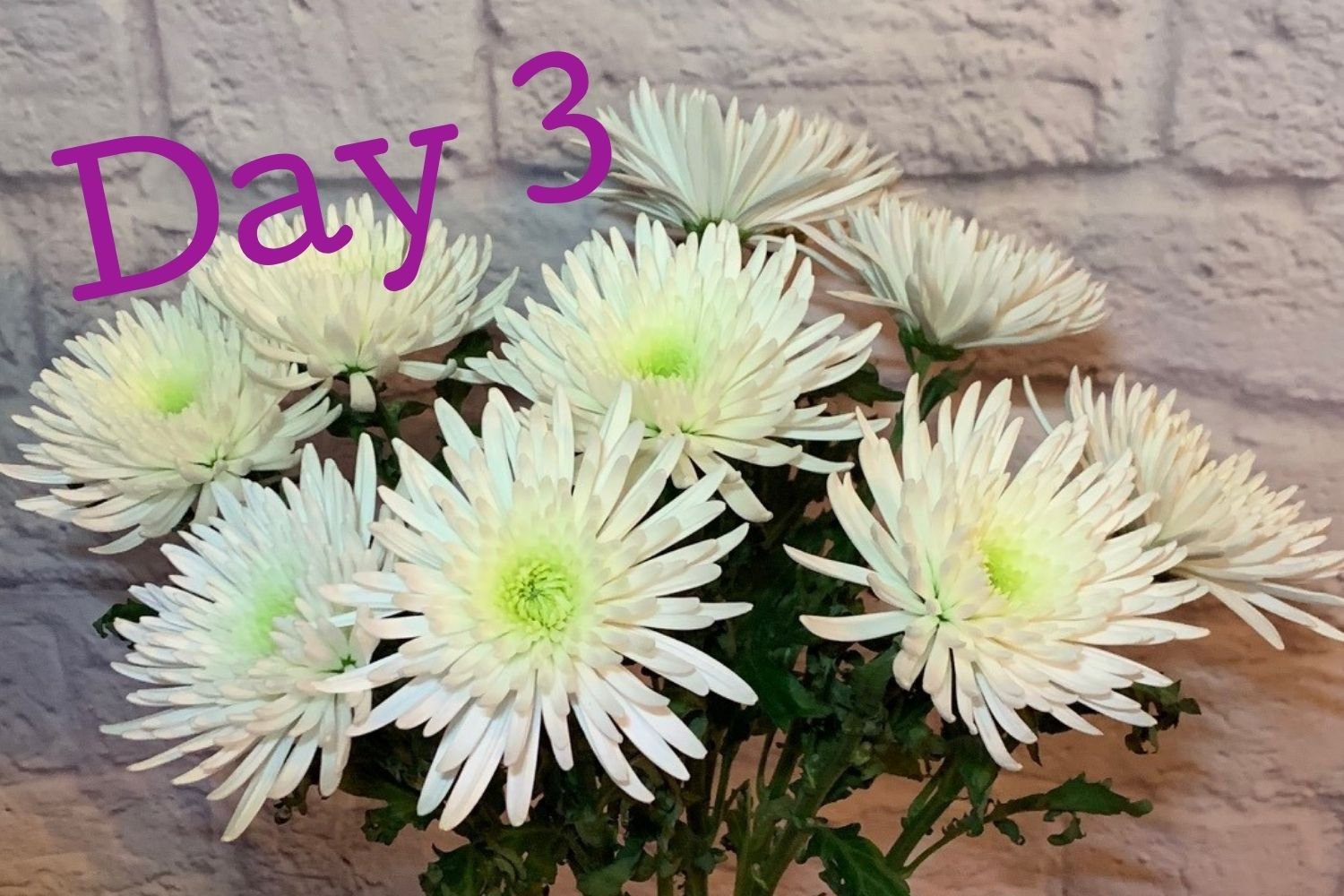 Day 3 flowers using Flower Boosters - bigger blooms