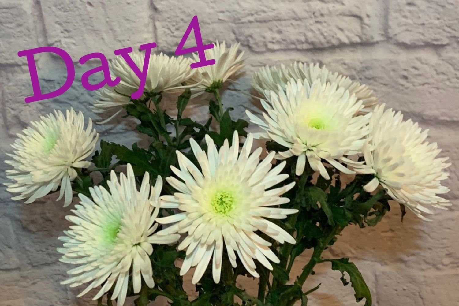 Day 4 flowers using Flower Boosters - thriving