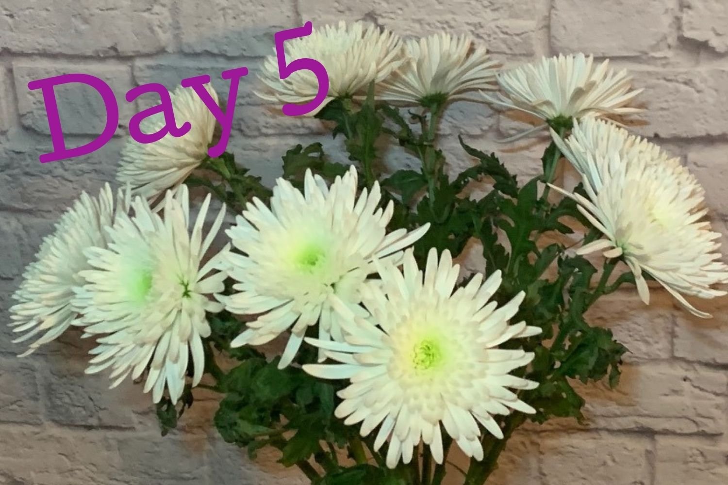 Day 5 flowers using Flower Boosters - flowers going strong