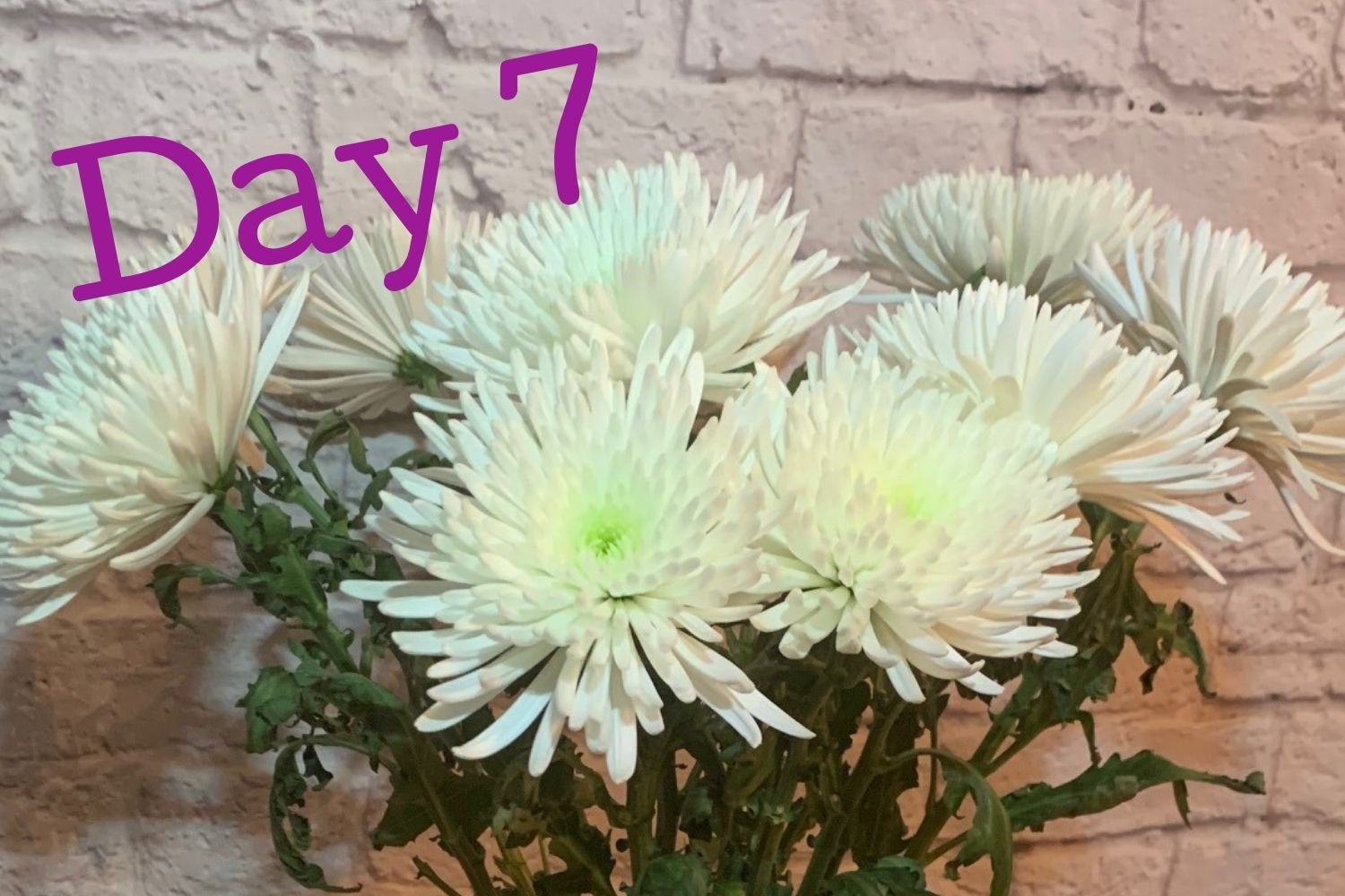 Day 7 flowers using Flower Boosters - a full week still vibrant and fresh