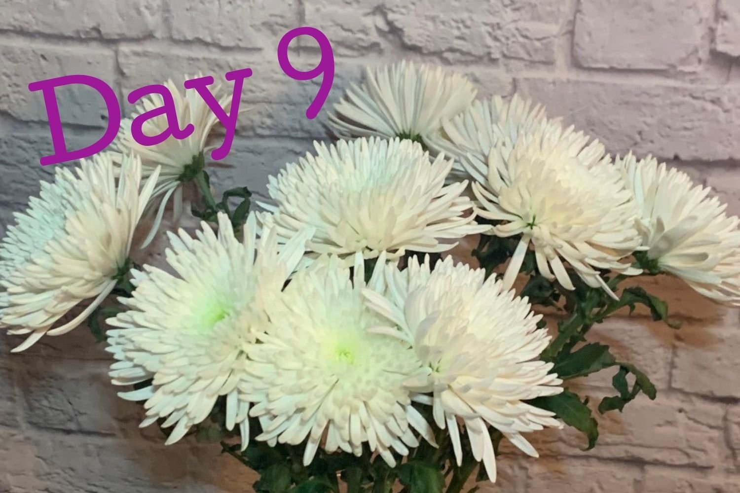 Day 9 flowers using Flower Boosters - still fresh and bright