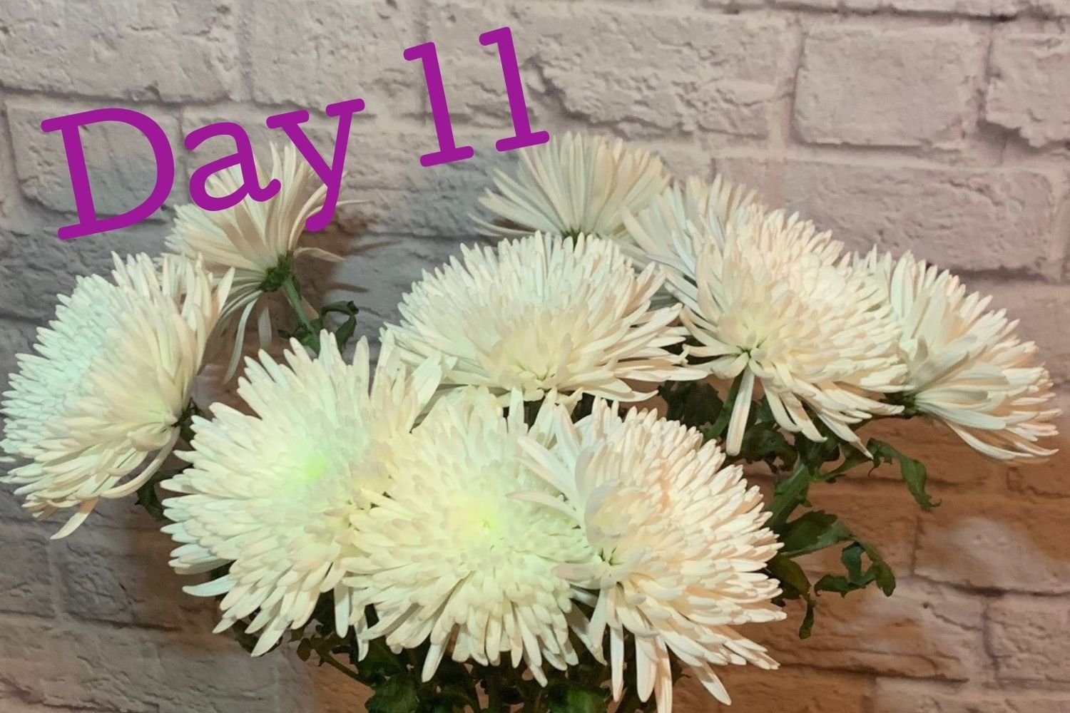 Day 11 flowers using Flower Boosters - fresh petals and firm blooms