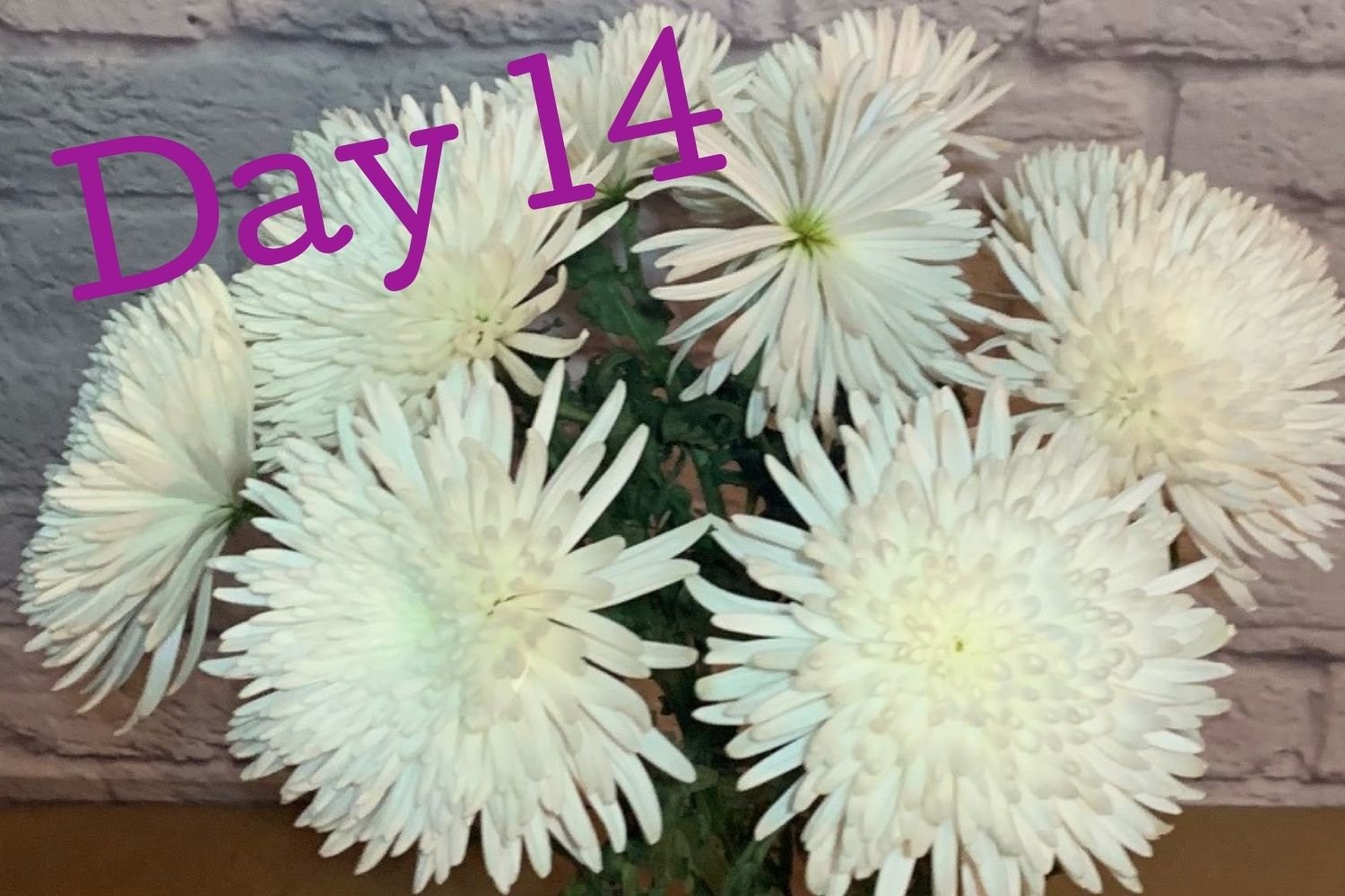 Day 14 flowers using Flower Boosters - two full weeks of thriving flowers