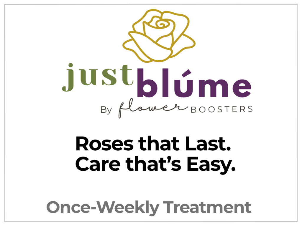 just blume for roses and mixed rose bouquets