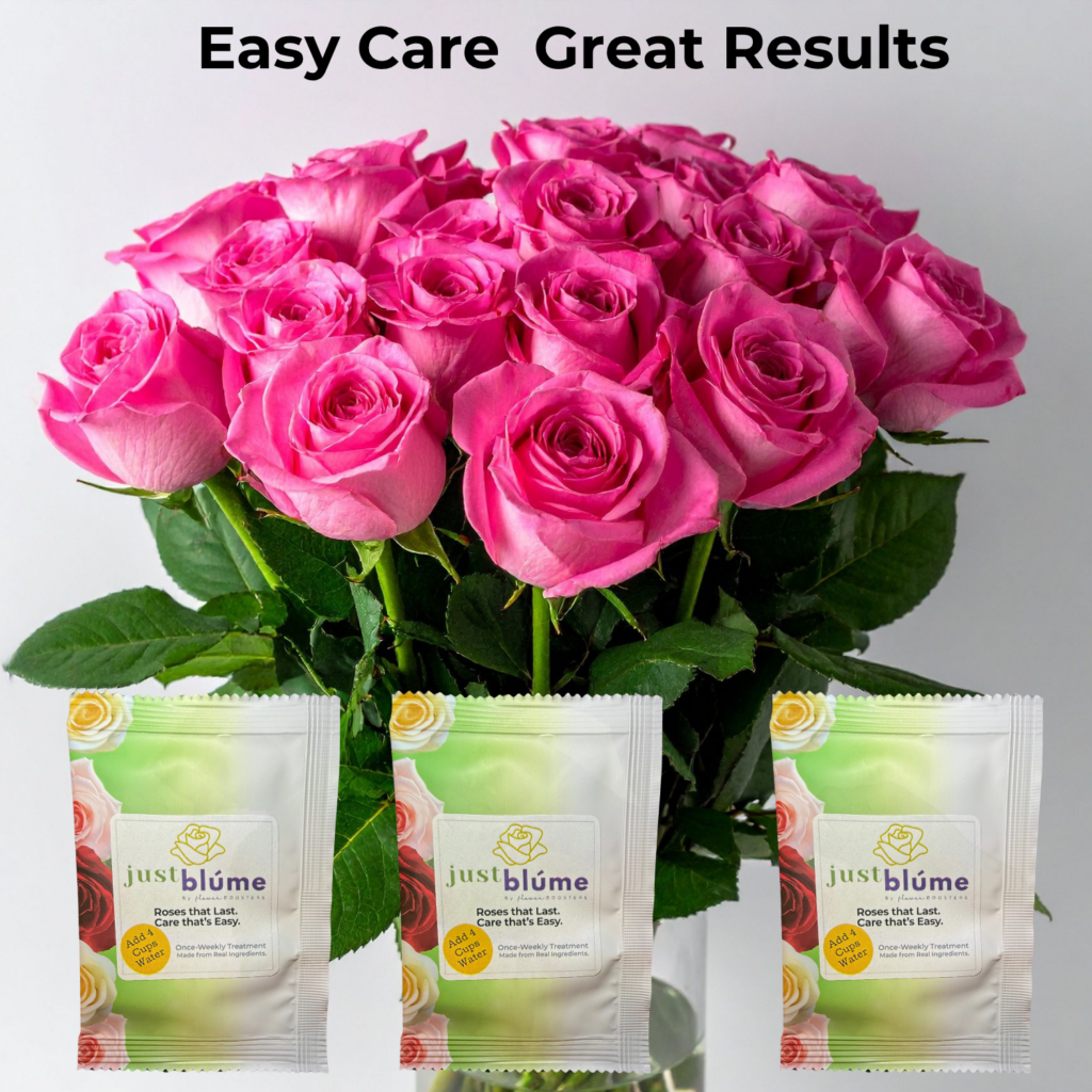 gift of roses