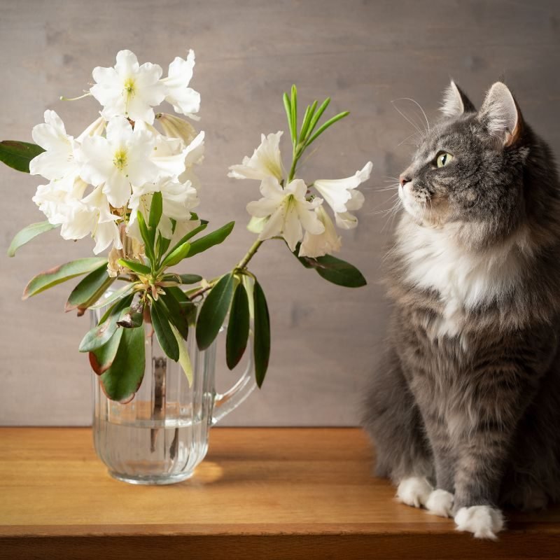 11 cat friendly cut flowers