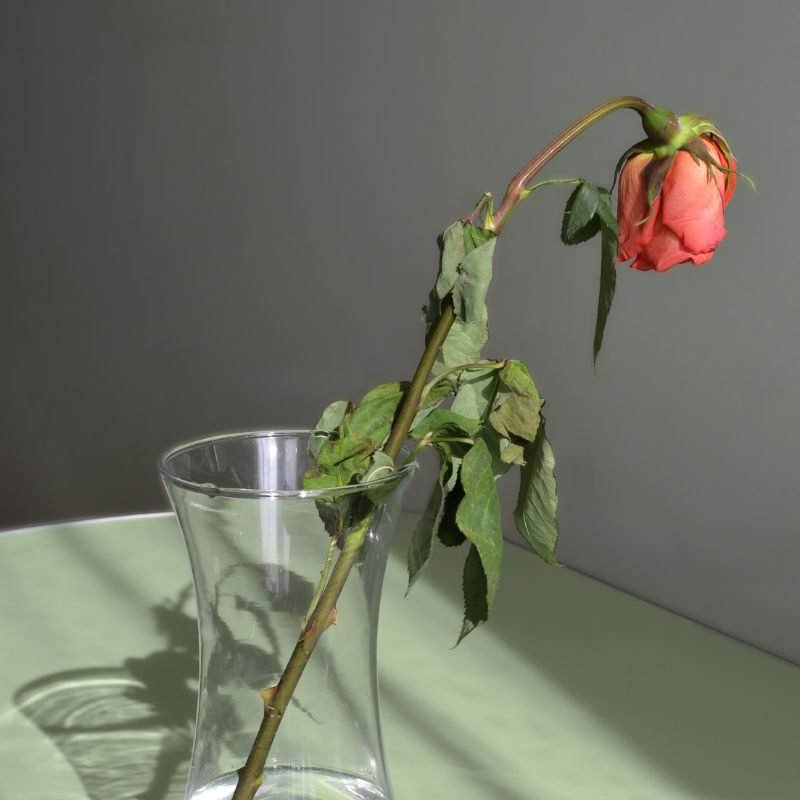 Untitled design (10) why roses die so fast