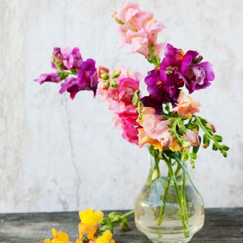 amazon product photos (9) cut snapdragons