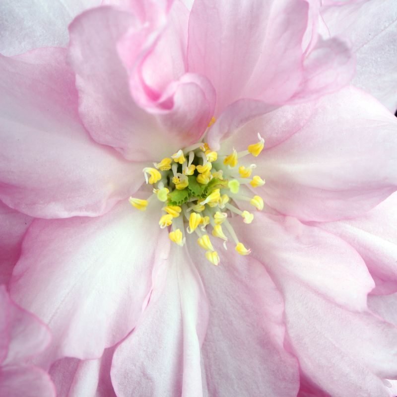 flower boosters blog pages 800×800 cut flower food powder