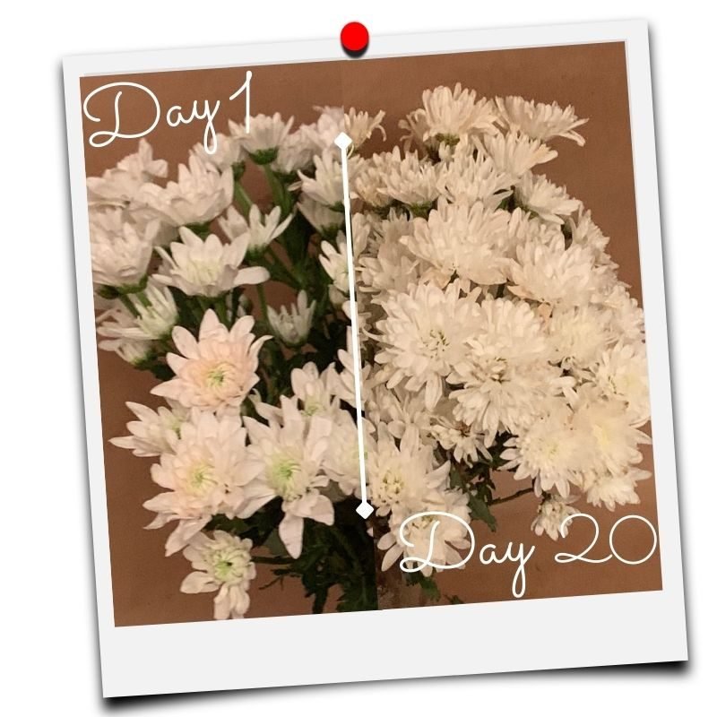 web page pictures follow social media formats – 2022-11-21T130013.576 How To Make Fresh Flowers Live Longer