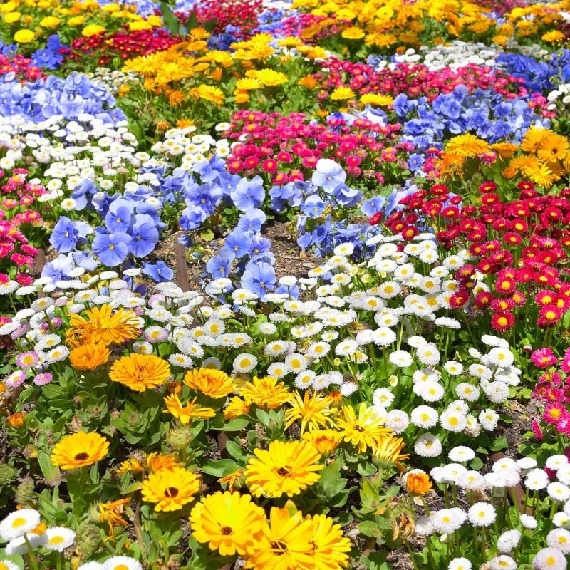 web page pictures follow social media formats – 2022-12-16T091641.981 Cut Flowers From Garden