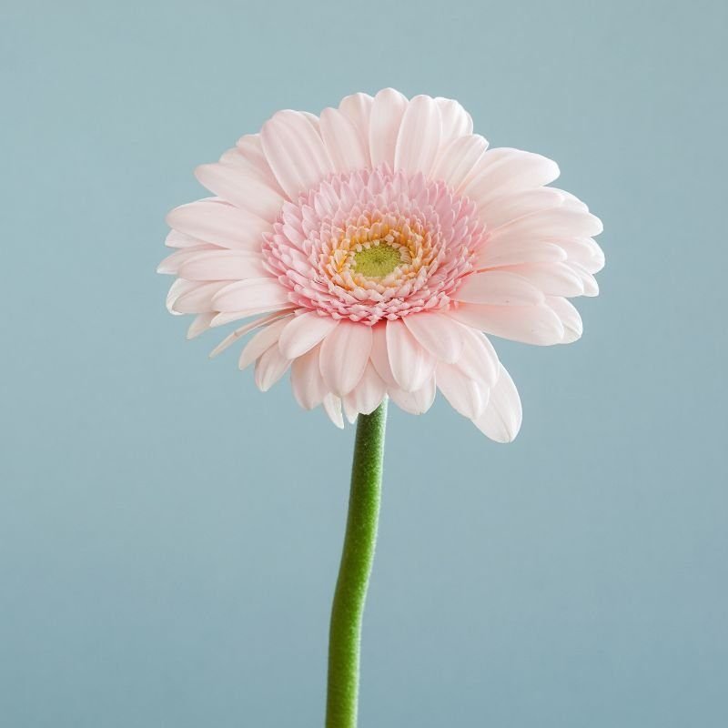web page pictures follow social media formats – 2022-12-16T100745.043 how to make a flower last longer