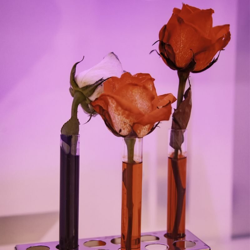 web page pictures follow social media formats – 2022-12-21T105652.856 are cut flowers gmo