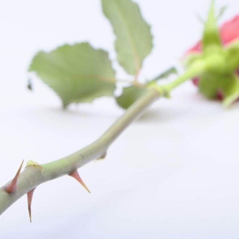 web page pictures follow social media formats – 2022-12-21T193013.876 Does it damage roses to remove the thorns