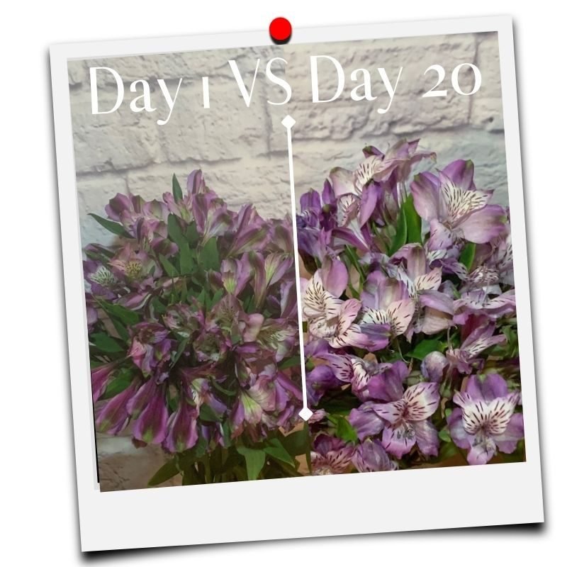 web page pictures follow social media formats – 2022-12-28T134105.749 cut flower food video