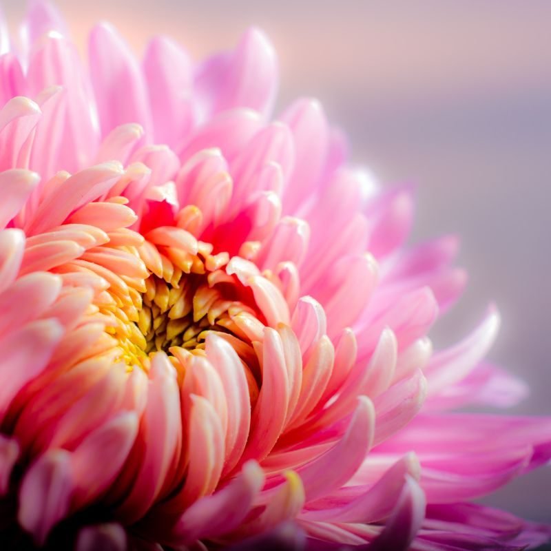 longest lasting flowers