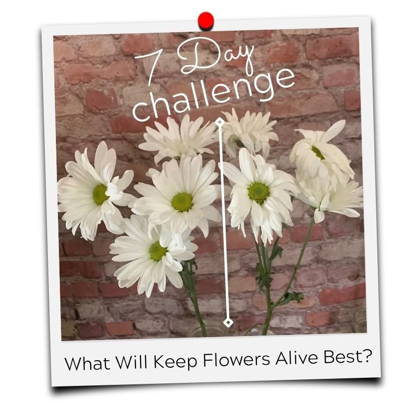 web page pictures follow social media formats (66) how to keep flowers fresh in a vase
